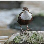 White-throated Dipper