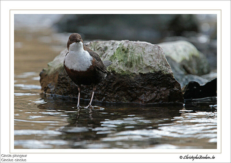 White-throated Dipperadult, identification