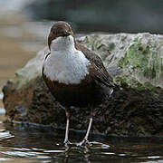 White-throated Dipper