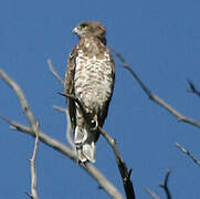 Short-toed Snake Eagle