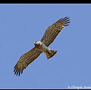 Short-toed Snake Eagle