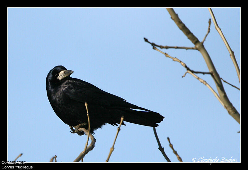 Rook, identification