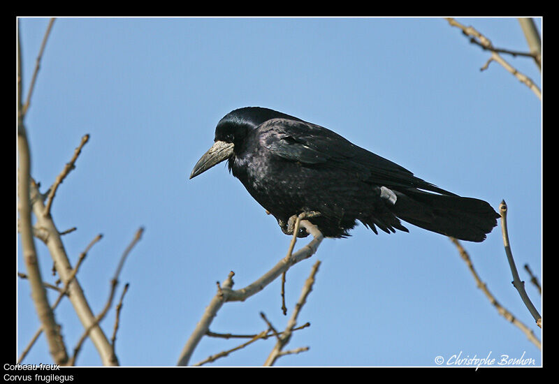 Rook, identification