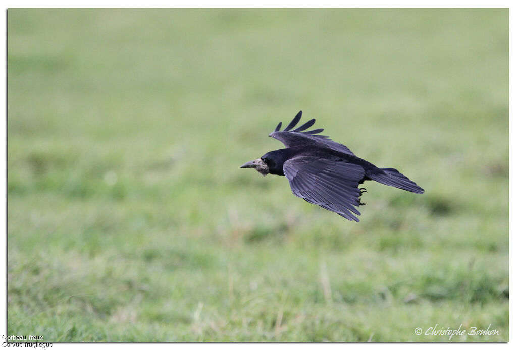 Corbeau freux, Vol