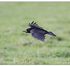 Corbeau freux