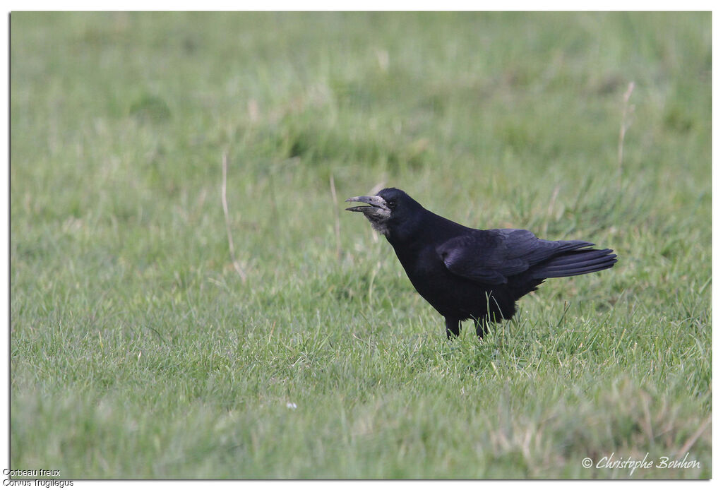 Rook, identification