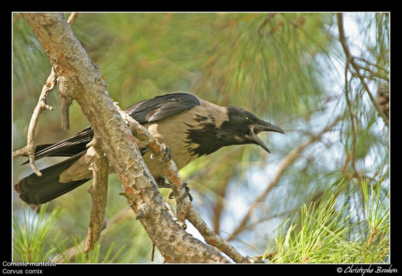 Hooded Crow