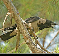 Hooded Crow