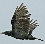 Carrion Crow