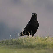 Carrion Crow