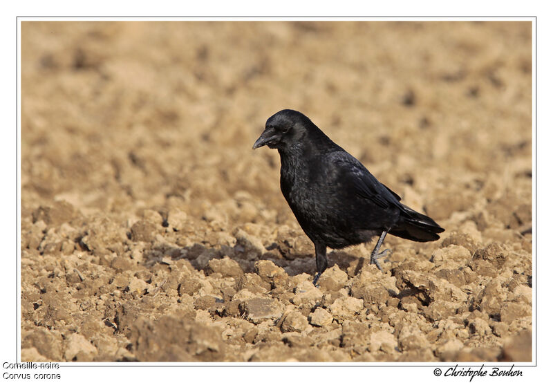 Carrion Crow, identification, Behaviour