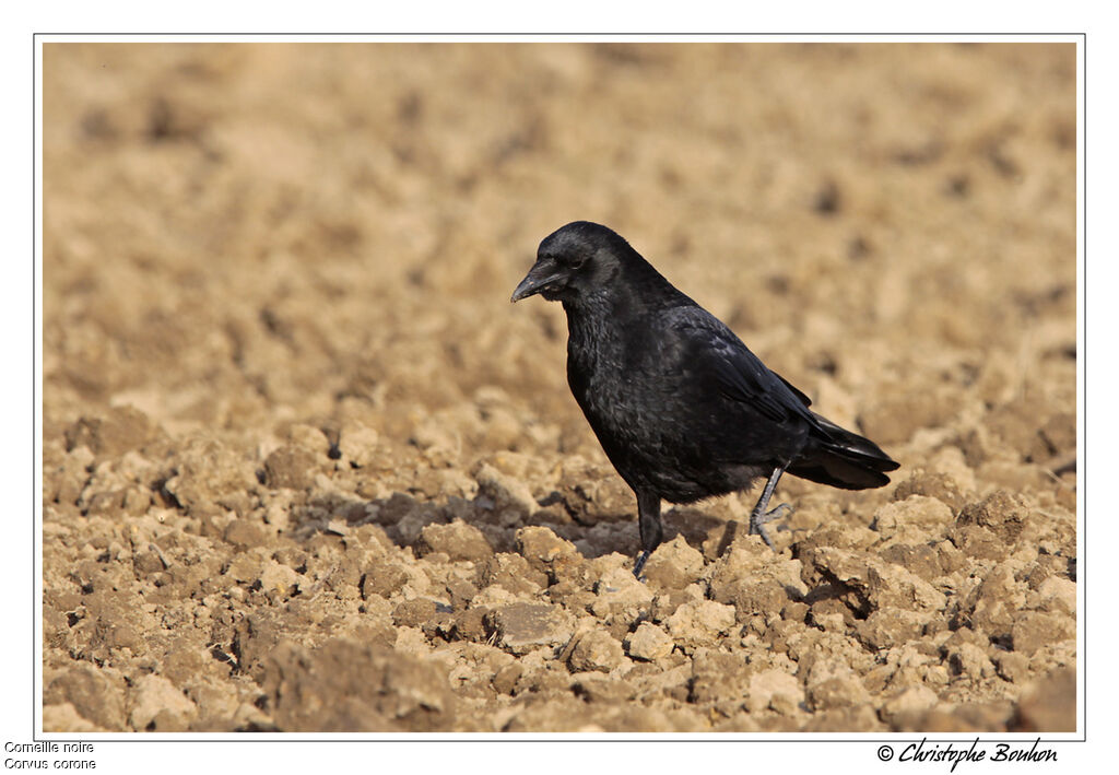 Corneille noire, identification, Comportement