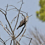 Common Cuckoo