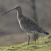 Eurasian Curlew