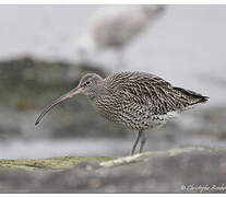 Eurasian Curlew