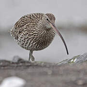 Eurasian Curlew