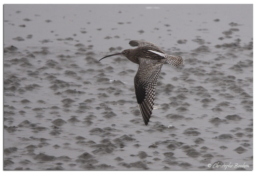 Eurasian Curlew