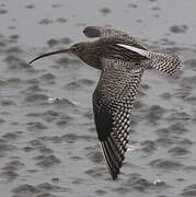 Eurasian Curlew