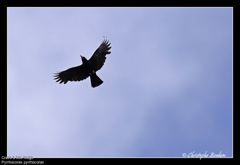 Red-billed Chough, Flight