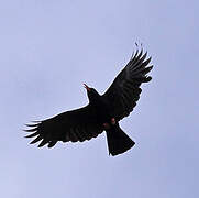 Red-billed Chough