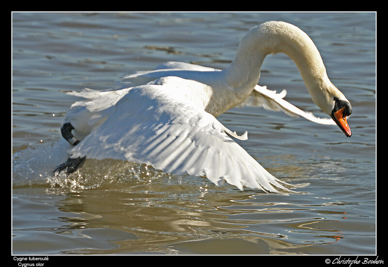 Mute Swanadult