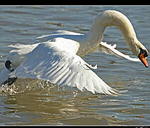 Cygne tuberculé