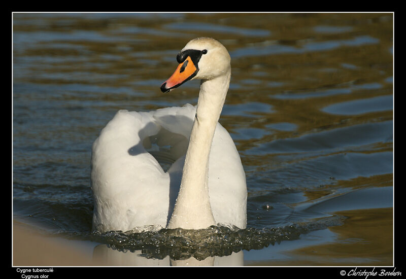 Cygne tuberculé