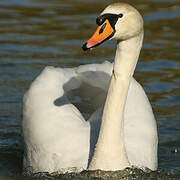 Cygne tuberculé