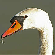 Cygne tuberculé