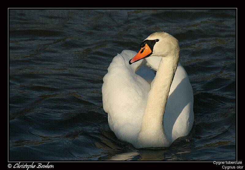 Cygne tuberculé