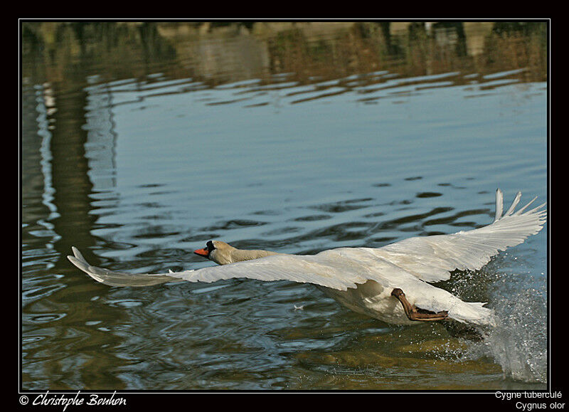 Cygne tuberculé