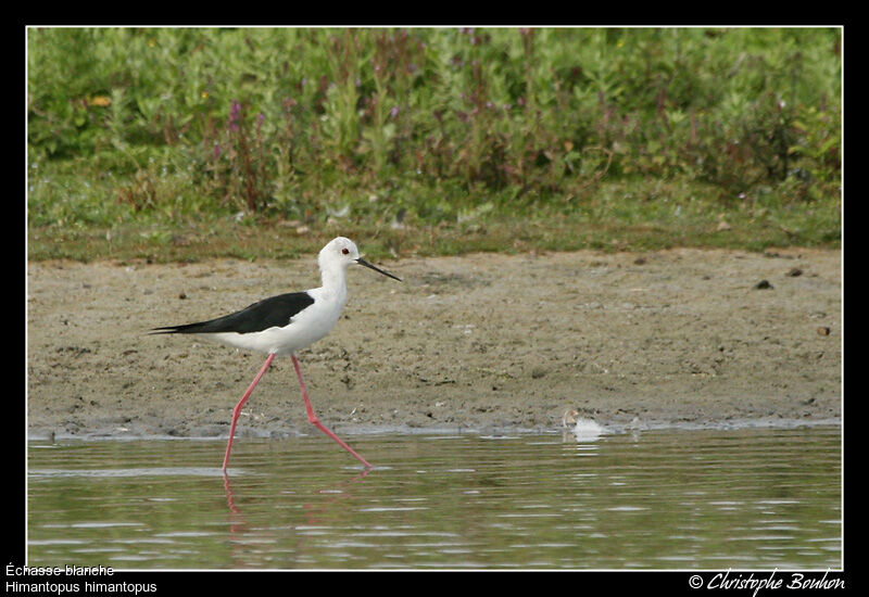 Black-winged Stilt