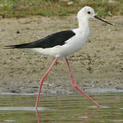 Black-winged Stilt