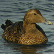 Eider à duvet