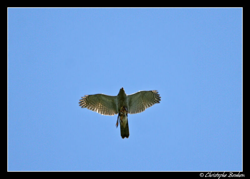 Eurasian Sparrowhawk