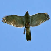 Eurasian Sparrowhawk