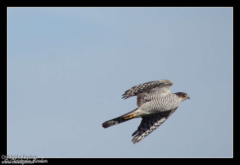 Eurasian Sparrowhawkadult, Flight