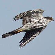 Eurasian Sparrowhawk