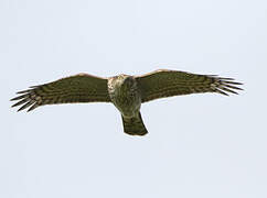 Eurasian Sparrowhawk