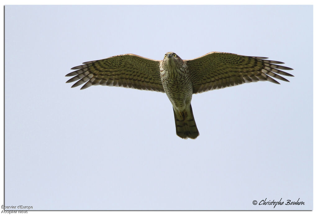 Eurasian Sparrowhawk female, Flight