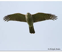 Eurasian Sparrowhawk