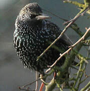 Common Starling