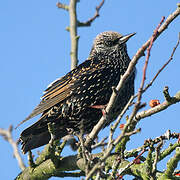 Common Starling