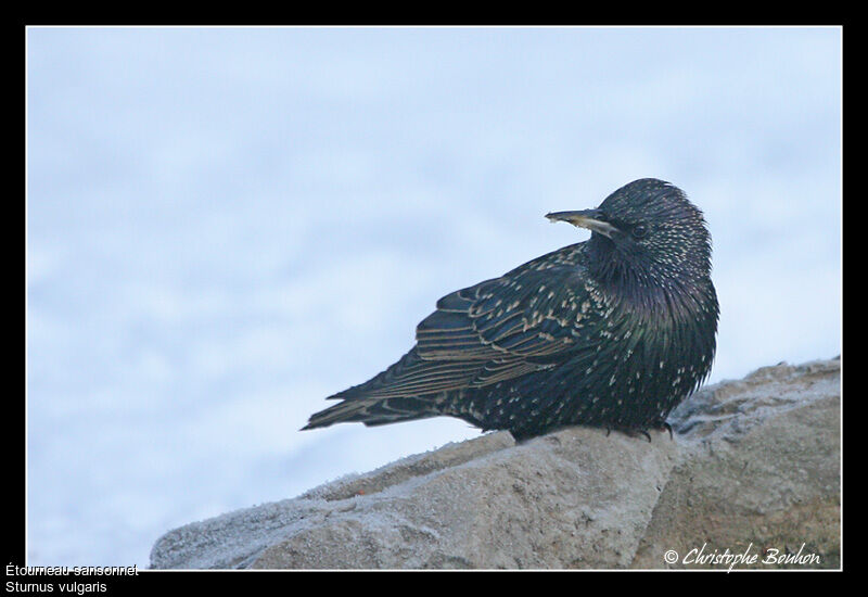 Common Starling