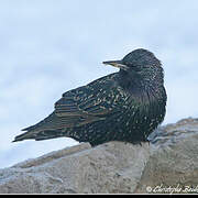 Common Starling