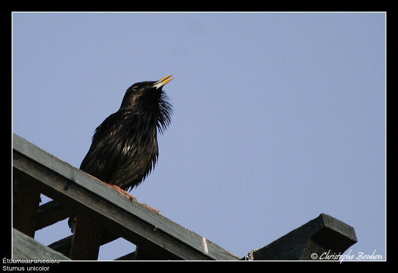 Spotless Starling, identification