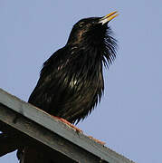 Spotless Starling