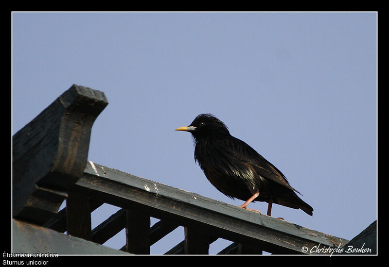 Spotless Starling, identification