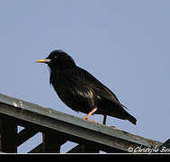 Spotless Starling