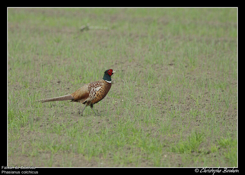 Common Pheasant male adult